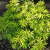 Mexikói narancsvirag - Choisya ternata 'Goldfingers'