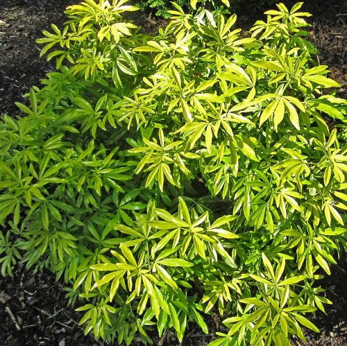 Mexikói narancsvirag - Choisya ternata 'Goldfingers'