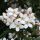 Mexikói narancsvirág – Choisya ternata ’White Dazzler’