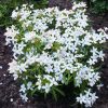 Mexikói narancsvirág – Choisya ternata ’White Dazzler’