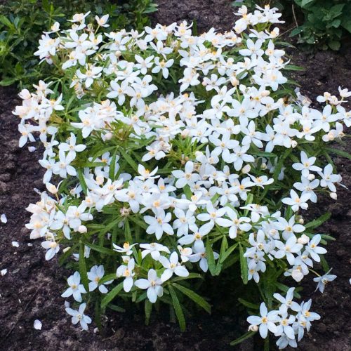 Mexikói narancsvirág – Choisya ternata ’White Dazzler’