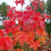 Juhar - Acer 'Pacific Sunset'