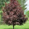 Bordó levelű oszlopos juhar - Acer platanoides 'Crimson Sentry'
