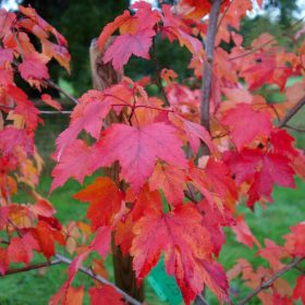 Vörös juhar - Acer rubrum 'October Glorie'