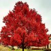 Vörös juhar - Acer rubrum 'October Glorie'