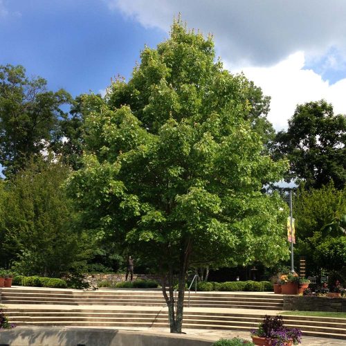 Vörös juhar - Acer rubrum 'October Glorie'