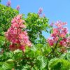 Piros virágú vadgesztenye – Aesculus carnea ’Briotti’