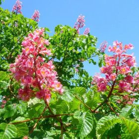   Piros virágú vadgesztenye – Aesculus carnea ’Briotti’