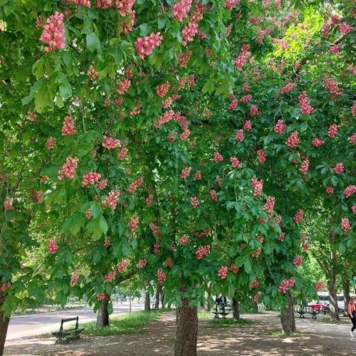 Piros virágú vadgesztenye – Aesculus carnea ’Briotti’
