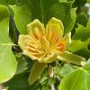 Amerikai tulipánfa – Liriodendron tulipifera