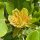Amerikai tulipánfa – Liriodendron tulipifera