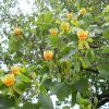 Amerikai tulipánfa – Liriodendron tulipifera