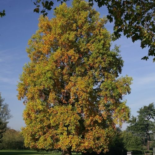 Amerikai tulipánfa – Liriodendron tulipifera