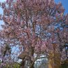 Császárfa – Paulownia tomentosa