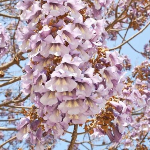 Császárfa – Paulownia tomentosa