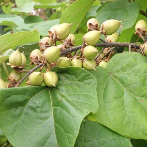 Császárfa – Paulownia tomentosa