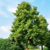 Amerikai hárs  - Tilia americana 'Nova'