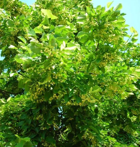 Amerikai hárs  - Tilia americana 'Nova'