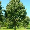 Ezüst hárs- Tilia argentea 'Szeleste'
