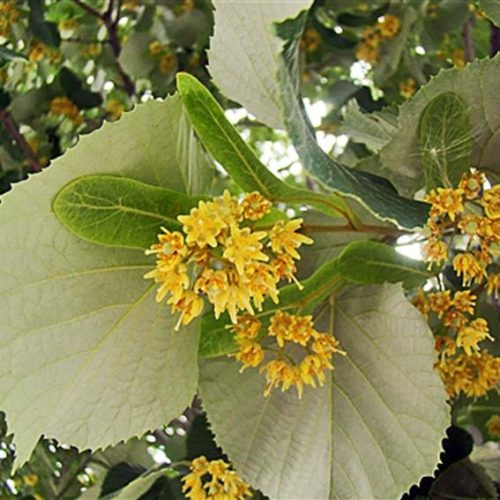 Ezüst hárs- Tilia argentea 'Szeleste'