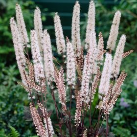 Poloskavész – Actaea simplex ’Brunette’