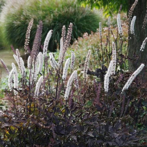 Poloskavész – Actaea simplex ’Brunette’