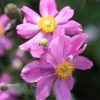 Kínai szellőrózsa – Anemone hupehensis ’Prinz Heinrich’
