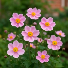   Kínai szellőrózsa - Anemone x hybrida 'Royal Candy'