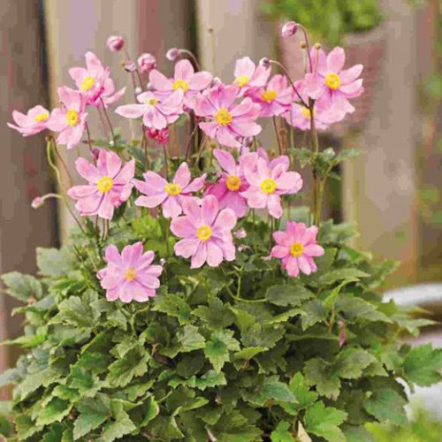 Kínai szellőrózsa - Anemone x hybrida 'Royal Candy'