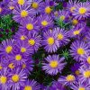 Törpe őszirózsa - Aster dumosus 'Amethyst'