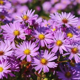   Törpe őszirózsa  - Aster dumosus 'Herbstgruss vom Bresserhof'