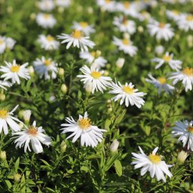 Törpe őszirózsa – Aster dumosus ’Niobe’