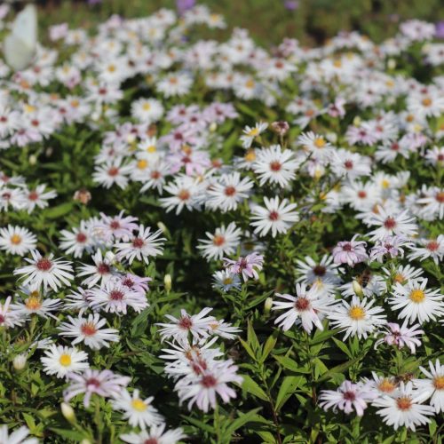Törpe őszirózsa – Aster dumosus ’Niobe’