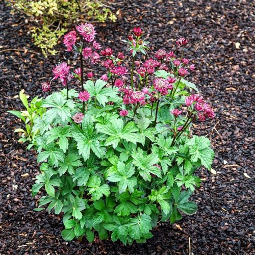 Völgycsillag - Astrantia major ‘Burgundy Manor’