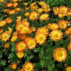 Őszi margitvirág - Chrysanthemum indicum 'Dernier Soleil'