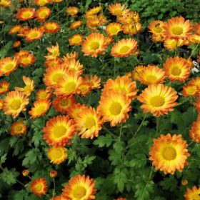   Őszi margitvirág - Chrysanthemum indicum 'Dernier Soleil'