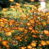 Őszi margitvirág - Chrysanthemum indicum 'Dernier Soleil'