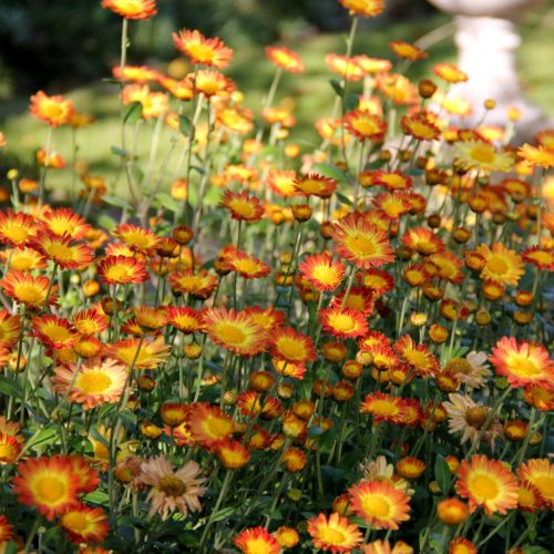 Őszi margitvirág - Chrysanthemum indicum 'Dernier Soleil'