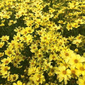 Menyecskeszem - Coreopsis 'Crème Brulee'