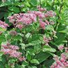 Sédkender - Eupatorium maculatum 'Little Pye'