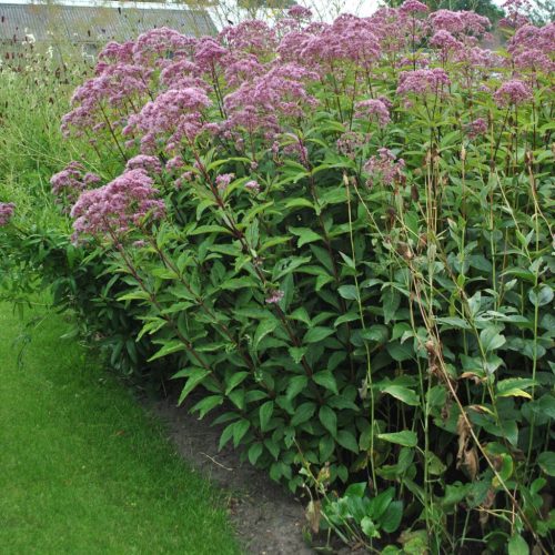 Sédkender - Eupatorium maculatum 'Little Pye'