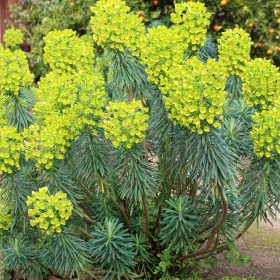 Velencei Kutyatej - Euphorbia characias subsp. wulfenii