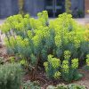 Velencei Kutyatej - Euphorbia characias subsp. wulfenii