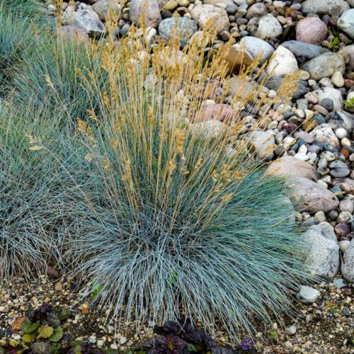Kék deres csenkesz - Festuca Glauca 'Elijah Blue'