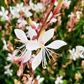   Évelő díszgyertya - Gaura lindheimeri 'Snowstorm'