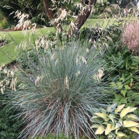 Örökzöld zabfű - Helictotrichon sempervirens