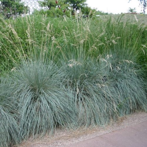 Örökzöld zabfű - Helictotrichon sempervirens