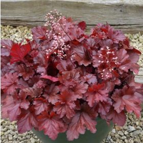 Tűzeső - Heuchera ‘Forever Red’