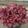 Tűzeső - Heuchera ‘Forever Red’