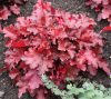 Tűzeső - Heuchera ‘Forever Red’